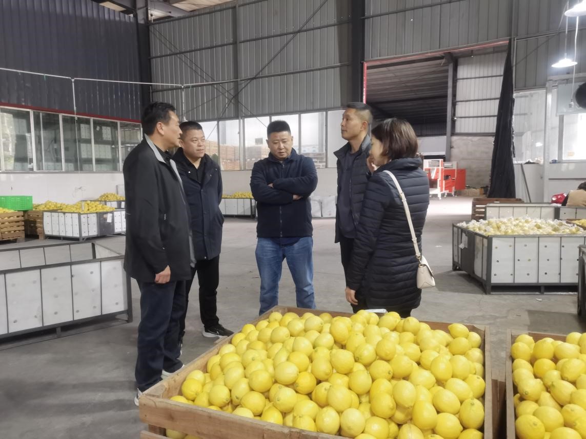 調(diào)研檸檬之都，探尋水果合作機(jī)遇